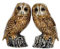 Quail Ceramics Tawny Owl Salt & Pepper Shakers