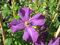 Clematis viticella Polish Spirit (60-100 cm) - Waldrebe/Klematis