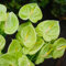 10 pcs anthurium pflanze samen - plants topfpflanzen draußen winterhart,Anthurium andraeanum,anthurium clarinervium,Flamingoblume balkonblumen balkonpflanzen winterhart gartenblumen