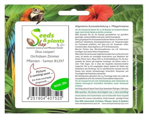Stk - 20x Disa cooperi Orchideen Zimmer Pflanzen - Samen B1297 - Seeds & Plants Shop by Ipsa