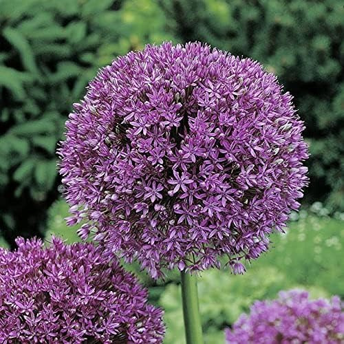 Allium Summer Drummer - 2 Zwiebeln Zierlauch/Kugellauch | Blumenzwiebeln zum Pflanzen und Verwildern, blau-lila Blüten, mehrjährig, winterhart