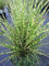 Miscanthus sinensis Goldbar - Chinaschilf Goldbar - Zwergiges Zebragras