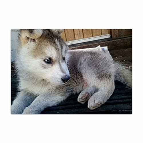 Vero Home 10279 Glas-Schneidebrettchen | Motiv Tierwelt Huskie | rutschfest, kratzfest und lebensmittelecht | Maße: 29 x 20 cm