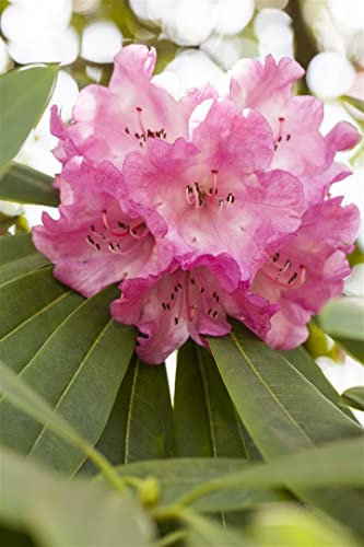 Rhododendron INKARHO 30-40 cm – Winterhart, Immergrün, Pflegeleicht – Rhododendron – Heckenpflanze für Garten & Sichtschutz