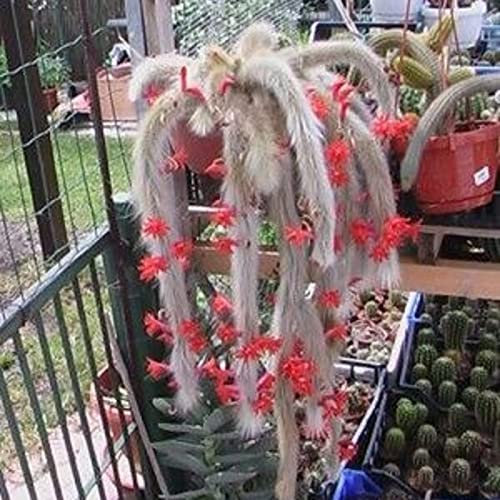 Saterkali Semillas de Hildewintera Colademononis, 10 piezas/bolsa Semillas de Hildewintera Colademononis Impresionante Buena cosecha Flores rojas Excelente producción de semillas de cactus de cola