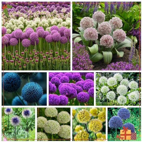 Zwiebeln, gemischte Farben, Allium, winterharte Bonsai-Zwiebeln, Gartenpflanzen, Stauden, Zierzwiebeln, winterhart, Alliumzwiebeln-6 zwiebel