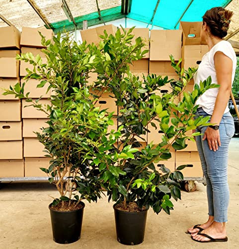 POWERS TO FLOWERS - LIGUSTRUM TEXANUM, LIGUSTRO TEXANO, 2 PIANTE, ALTEZZA 140CM, VASO 28CM DIAMETRO, pianta vera