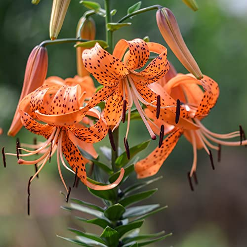 BRKENT Lilien Zwiebeln Winterhart MehrjäHrig Stauden Baumlilien Blumenzwiebeln Winterharte Pflanzen FüR Garten Schmucklilie Winterhart Blumen Deko Lily Balkonblumen 2 Riesenlilien Zwiebeln, Orange