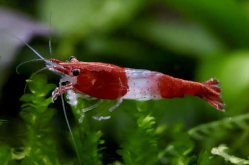 5 Stück Red Rili Zwerggarnelen Neocaridina davidi/Red Rili Aquarium Garnelen