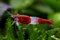 5 Stück Red Rili Zwerggarnelen Neocaridina davidi/Red Rili Aquarium Garnelen