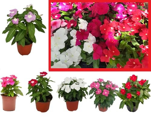 Vinca o Laurel de flor - Pack 6 Plantas -Vincapervinca de Madagascar -Vinca del Cabo -Planta Ornamental- Planta Natural - Flores de Jardin 12cm ø - Vipar Garden 18