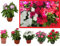 Vinca o Laurel de flor - Pack 6 Plantas -Vincapervinca de Madagascar -Vinca del Cabo -Planta Ornamental- Planta Natural - Flores de Jardin 12cm ø - Vipar Garden 18