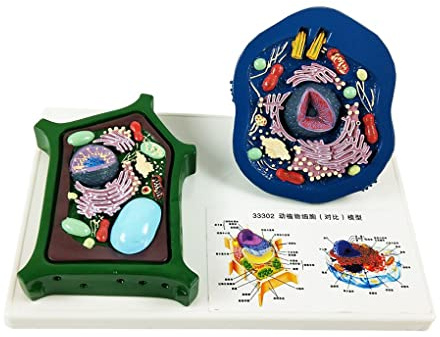 Animal Model, Animal And Plant Cell Comparison Model Animal Plant Cell Teaching Tool 28 * 18 * 13Cm Medical Anatomical Biological