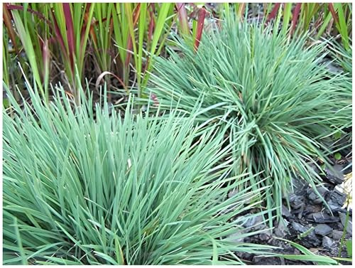 Stauden Gänge 5 x Koeleria glauca Blaues Schillergras winterhart | Blaues Ziergras für Sonne, Blüte Juni bis Juli, mehrjährig, 1 L Topf (11x11 cm)