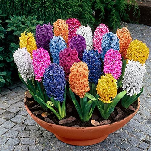 Haloppe 100 Stück Hyazinthe Blumen Pflanzen Samen für Hausgarten Pflanzen, gemischte Farbe Hyazinthe Blumensamen Bonsai Pflanze Hausgarten Hof Dekor Hyazinthe-Samen