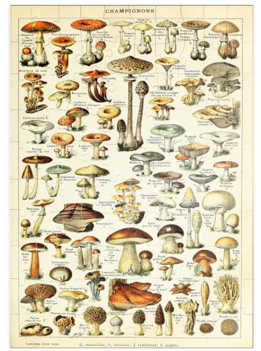 MyPuzzle Champignons - Pilze für Alle, Vintage Art Poster, Adolphe Millot - Premium 100 Teile Puzzle - MyPuzzle Sonderkollektion von Havana Puzzle Company