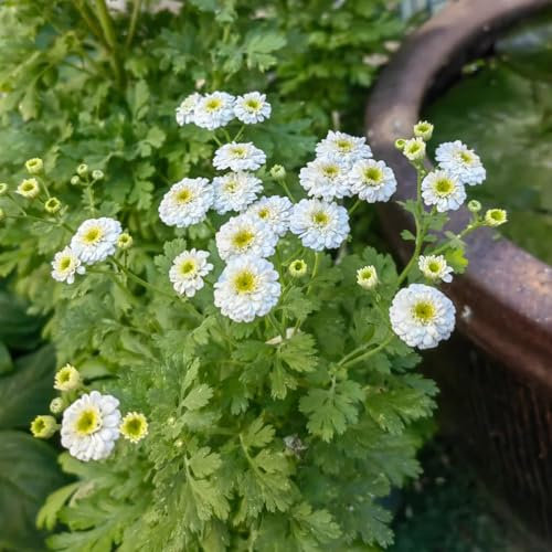 1000 pz Semi di camomilla (Matricaria chamomilla) semi di piante, piante in vaso resistenti Veri semi di camomilla perenni, semi di fiori, semi di piante d'appartamento semi di bonsai,