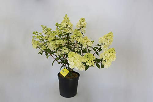 Plantì Ortensia Hydrangea Paniculata 'Little Lime' | Pianta Vera da Esterno con Fiori Bianchi | Vaso da 18 cm