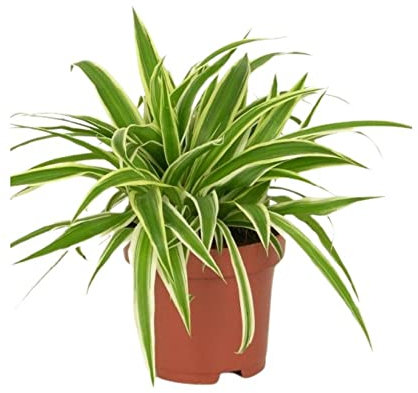 Lazo de Amor Planta Natural Apta para Principiantes