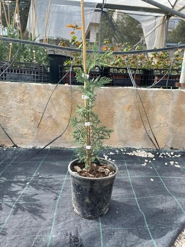 1 Pz - Pianta di Cipresso (Cupressus sempervirens L.) in vaso 14 cm
