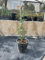 1 Pz - Pianta di Cipresso (Cupressus sempervirens L.) in vaso 14 cm
