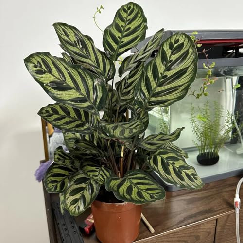 calathea samen - zimmerpflanzen, winterharte pflanzen für balkon hochbeete für garten, balkon pflanze saatgut, outdoor pflanzen pflanzen, winterharte pflanzen für garten stauden 85pcs