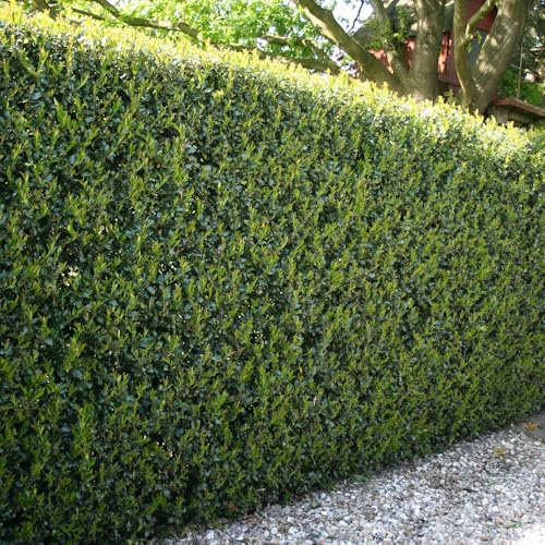 YouGarden Ilex crenata 'Green Hedge' Japanese Holly in 9cm Pots, Set of 12 Hedging Plants for Gardens, Perfect for Creating Secret Gardens, Evergreen Hedging Plants