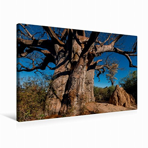 CALVENDO Toile de qualité supérieure - 75 x 50 cm - Baobab géant dans Les casseroles Makgadikgadi - Tableau sur châssis - Tableau imprimé sur Toile véritable Nature