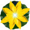 alles-meine.de GmbH Solar - LED Licht - schwimmende Seerose - gelb & weiß - Ø 29 cm - Leuchte - Blume Blüte - Solarblume - Garten Wetterfest für Innen Außen - Wasser - Teich - Te..
