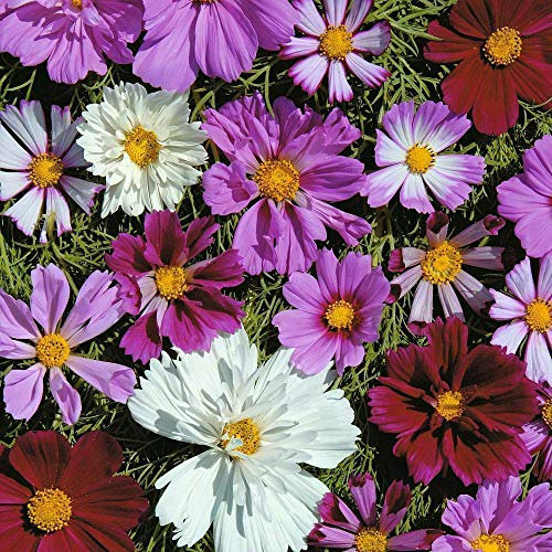 Cosmos 'Double All Sorts Mixed' Seeds Half-Hardy Annual Flowering Garden Plants Easy to Grow Your Own 'Double All Sorts Mixed' 1 Packet of 75 Seeds by Thompson and Morgan