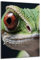 DARO Design - Wand-Bild auf 6mm HDF 40x30 cm Echse Auge - Wand-Deko Bilder Geschenk