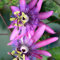 15 Piezas Semillas de Pasiflora, Semillas de Flores Resistentes y Aptas para, Passiflora caerulea, Semillas de Flores Silvestres, Semillas de Pastos de Perennes y
