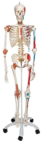 3B Scientific Menschliches Anatomie-Skelett – Lebensgroßes Modell mit abnehmbaren Gliedmaßen, detailliertem Schädel, Rollständer, Staubschutz und 3B Smart Anatomy App (5 Jahre Garantie)