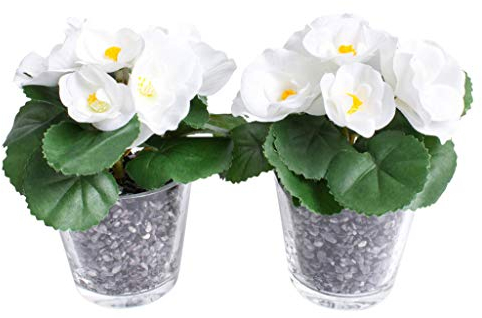 Botanic-Haus künstliche Frühlingsblume Mini-Begonie mit 5 Stielen im Glas (2 Stück) (Creme-weiß)