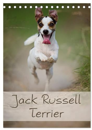 Jack Russell Terrier (Tischkalender 2026 DIN A5 hoch), CALVENDO Monatskalender: Ein schöner Kalender rund um den Jack Russell Terrier (CALVENDO Tiere)