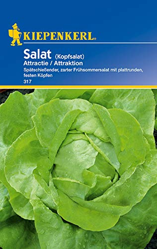 Kiepenkerl 317 Kopfsalat Attractie/Attraktion (Kopfsalatsamen)