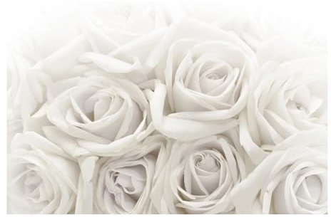 Bilderwelten Fototapete Blumen 190cm x 288cm Modern Natur Rosen Weiß Blumentapete Vliestapete Tapete Wanddeko Ideen Wohnzimmer Schlafzimmer Küche