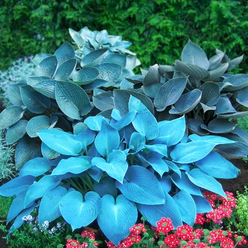 Mehrjährige Hosta Blau Kollektion, Hosta-Mischung aus 5 Hybriden in 5 Sorten, große Funkia-Pflanzen Winterharte, wurzelnackte Stauden aus Holland (keine Samenzwiebeln)