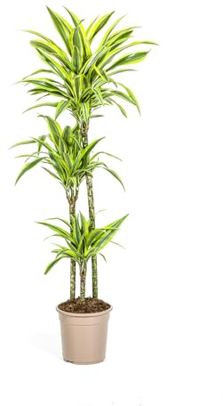 Drachenbaum Dracaena deremensis Lemon Lime Grünpflanze 24cm Topf