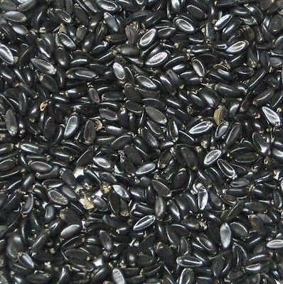 50 Comune Bosso Seed Confezione Buxus sempervirens