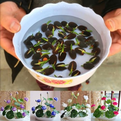 Luojuny Semi di Loto, 50 Pezzi di Ciotola di Colori Misti Semi di Loto pianta Bonsai Giardino Domestico Decorazione Floreale Ciotola di Semi di Loto