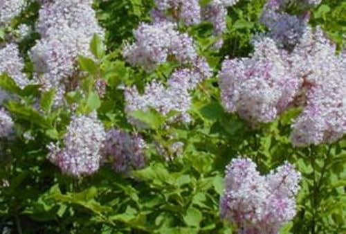 Flieder, Liguster 40-60 cm - Syringa patula 'Miss Kim' | 40-60 cm pot