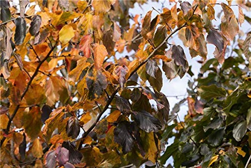 Eisenholzbaum Parrotia persica 60-80 cm Solitärgehölz winterhart | Herbstfärbung, sonniger bis halbschattiger Standort, robust, ideal als Blickfang, langlebiges Ziergehölz