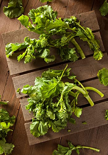 “Spring Rapini” Broccoli Raab Seeds – Fast-Growing Early Broccoli Raab – Harvest in 60 Days | Never GMO, Always Heirloom and Open-Pollinated | USA Grown Seeds By Liliana's Garden |