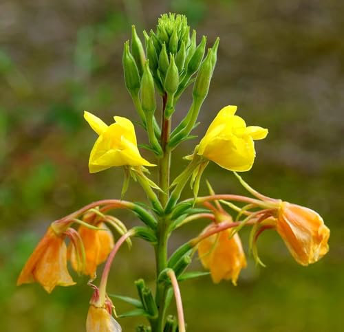 Rotkelchige Nachtkerze - Oenothera lamarckiana - 5000 Samen