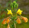 Rotkelchige Nachtkerze - Oenothera lamarckiana - 5000 Samen