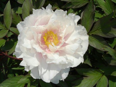 Erbstück 30 Samen Paeonia Suffruticosa shurb Baum-Pfingstrose Wilde reine weiße Garten-Blumen-Sträucher Bulk-T001