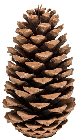 NaDeco Pinus maritima 14-18cm | Maritima Tannenzapfen | Große Tannenzapfen zum Basteln | Große Kiefernzapfen | Deko-Zapfen | Natur-Zapfen | Kiefer-Zapfen | Weihnachtsdekoration | Adventsdekoration