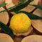 Pianta di Finger Lime `Eremorange` (vaso - 20)