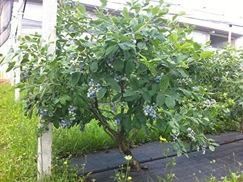 2 Piante di MIRTILLO GIGANTE AMERICANO frutti di bosco pianta già fruttifera in vaso ø18 cm